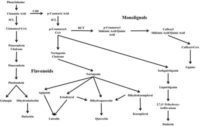 Distinctive Patterns of Flavonoid Biosynthesis in Roots and Nodules of Datisca glomerata and Medicago spp. Revealed by Metabolomic and Gene Expression Profiles